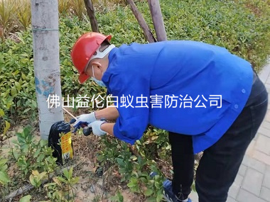 金本中心小學(xué)消滅白蟻