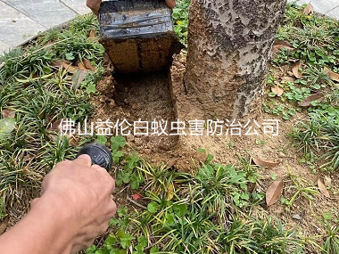 范湖公園殺滅白蟻