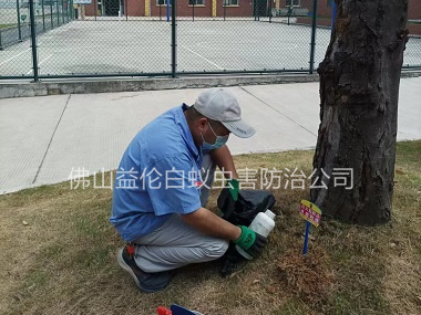 逕口小學防治紅火蟻