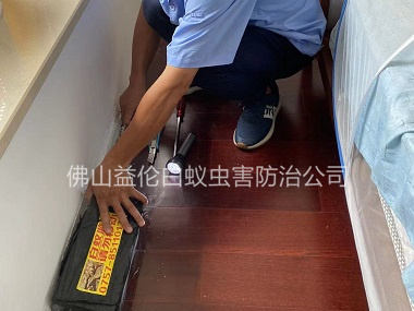 蘆苞萬科治白蟻