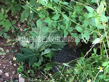 范湖上門驅(qū)蛇防蛇