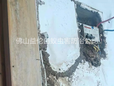 大塘房屋殺滅白蟻