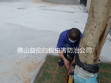白坭小區(qū)安裝白蟻誘殺箱