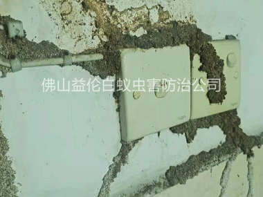 蘆苞房屋防治白蟻危害