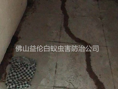 大塘住宅房屋白蟻防治