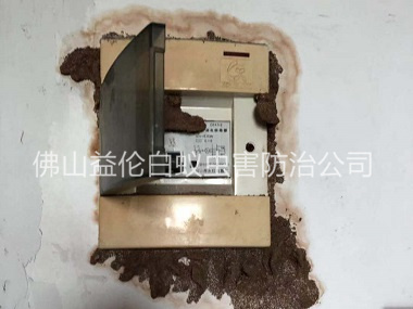 河口防治電箱白蟻蟻害