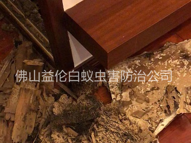 樂平鎮(zhèn)碧桂園滅除白螞蟻