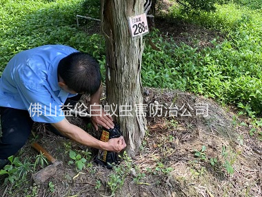 南山園林綠化滅治白蟻