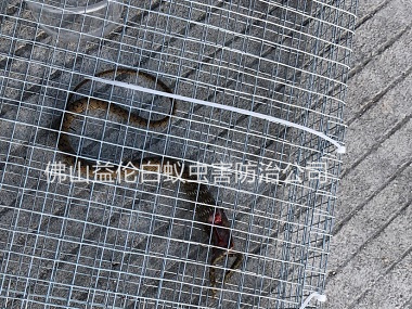 大塘專業(yè)上門捕蛇捉蛇