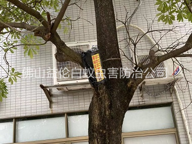 河口鎮(zhèn)園林白蟻防治