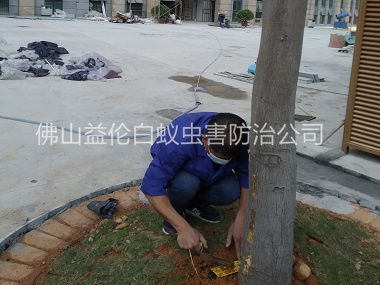 南山裝置白蟻誘殺箱