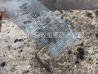 云東海上門抓蛇工程