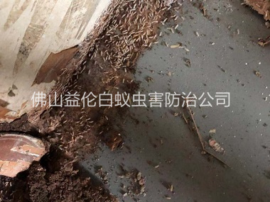 白坭倉庫白蟻滅治