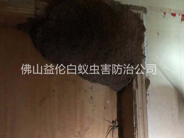 三水六和防治白蟻巢