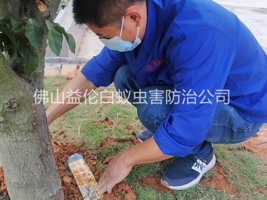 大塘安裝白蟻誘殺箱