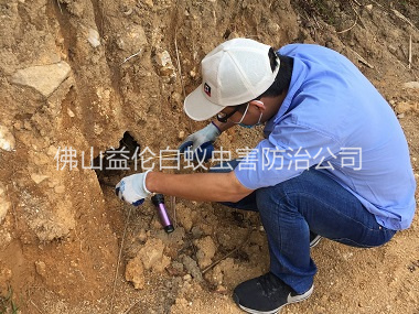 樂平水庫堤壩滅白蟻