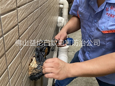 南邊鎮(zhèn)建筑滅治白蟻工程