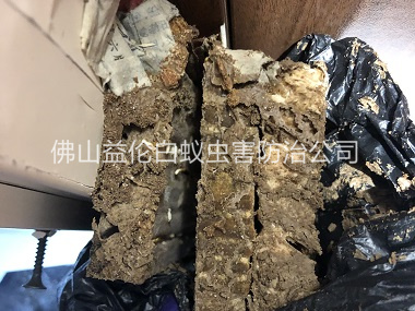 白坭鎮(zhèn)白蟻巢滅治工程