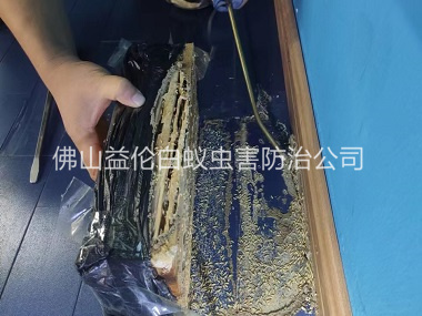 南山體育館滅治白蟻工程
