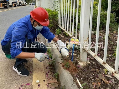 大塘紅火蟻防治工程